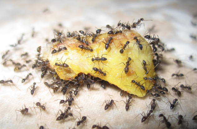 Rent Ants