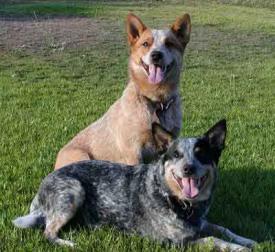 Rent Australian Cattle Dog