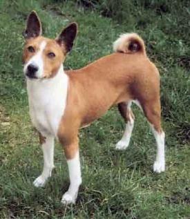 Rent Basenji