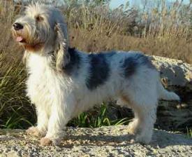 Rent Basset Griffon Vendeen