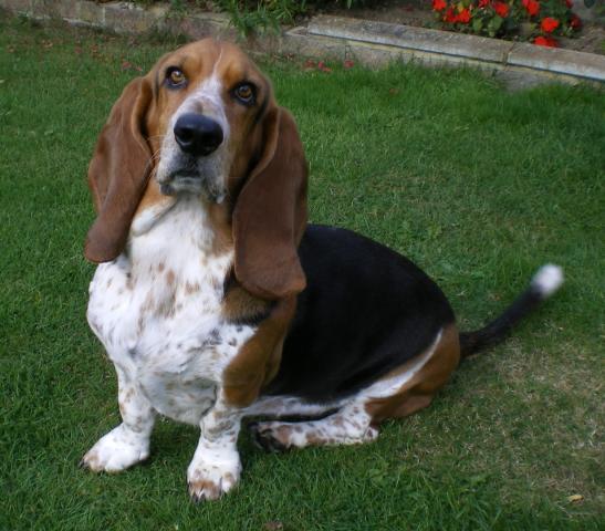 Rent Basset Hound 2