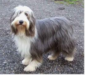 Rent Bearded Collie Dog