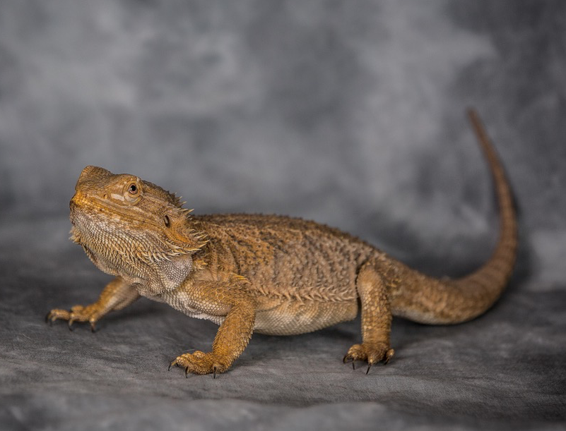 Rent Bearded Dragon 1