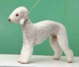 Rent Bedlington Terrier