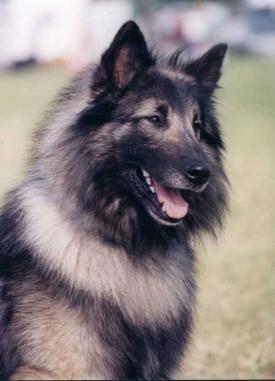 Rent Belgian Shepherd 1