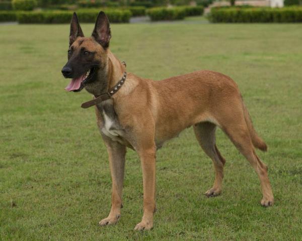 Rent Belgian Shepherd Malinois