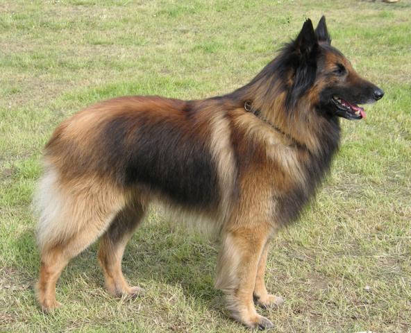 Rent Belgian Shepherd Tervueren