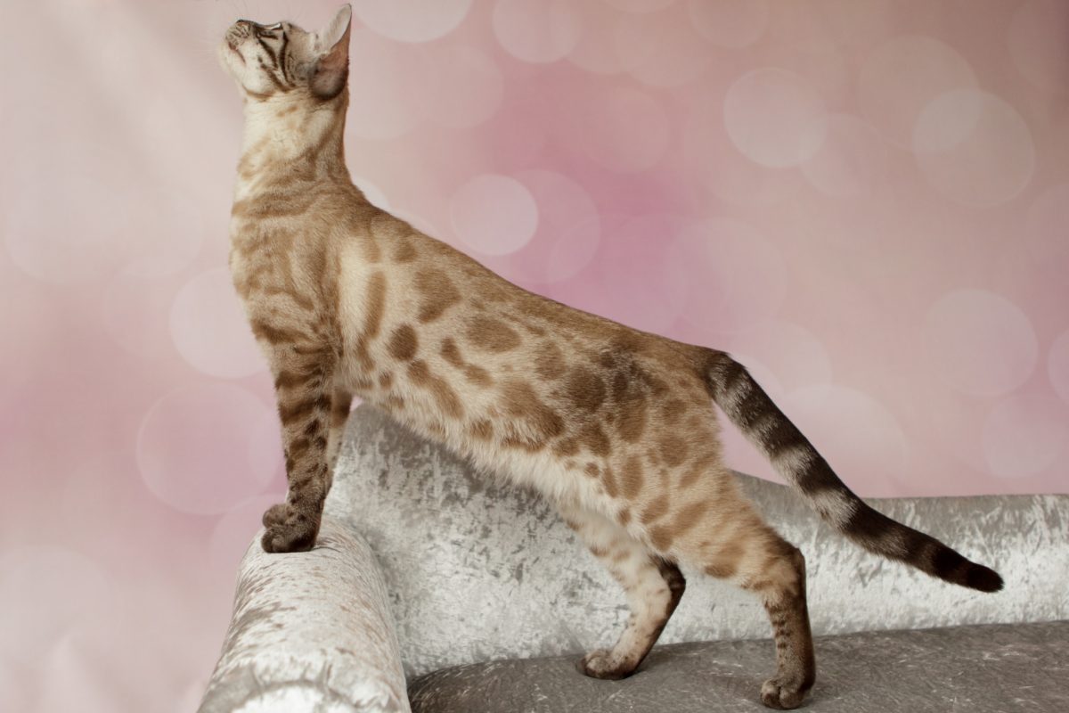 Rent Bengal Cat 1