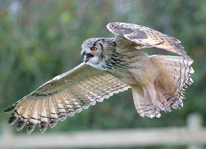 Rent Bengal Eagle Owl