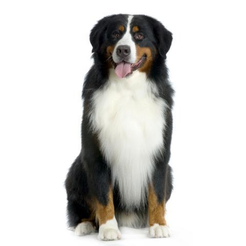 Rent Bernese Mountain Dog