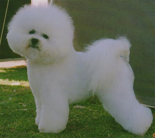 Rent Bichon Frise