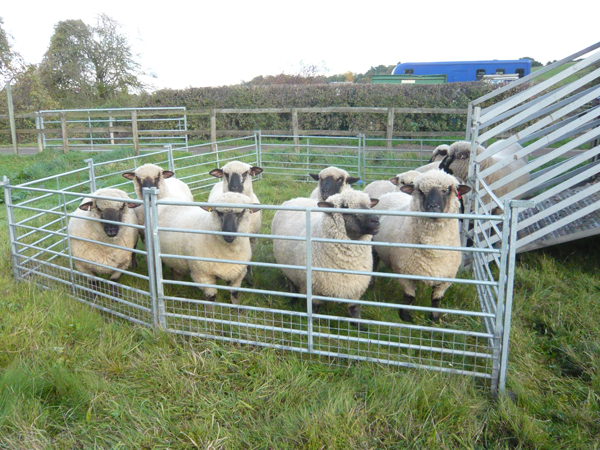 Rent Black Faced Sheep