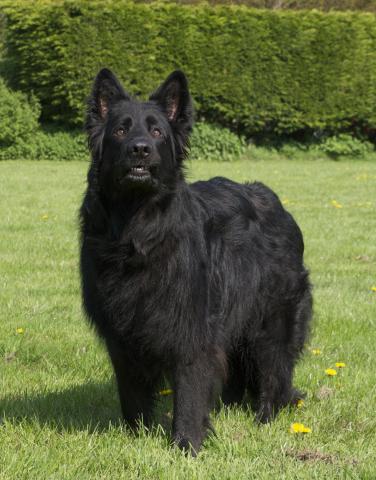 German Shepherd Black A Z Animals