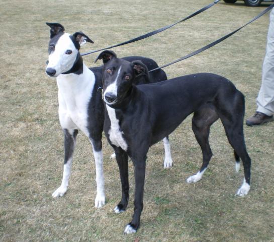 black and white greyhound dog