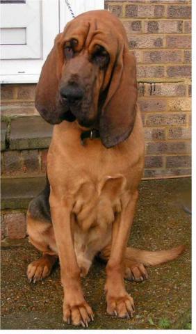 Rent Bloodhound 1