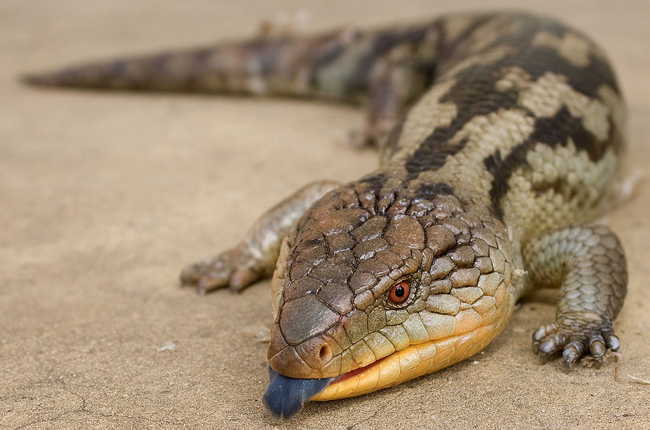 Rent Blue Tongued Skink