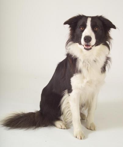 Rent Border Collie 1