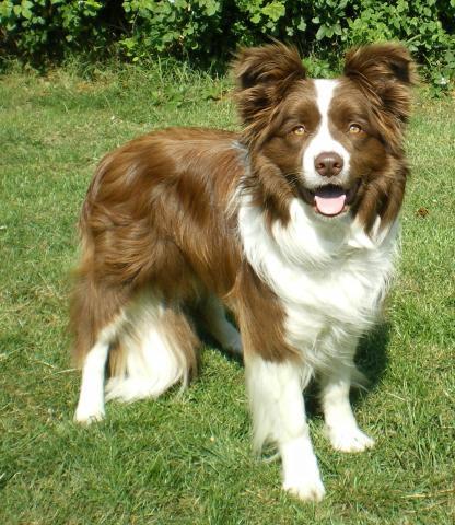 Rent Border Collie 4