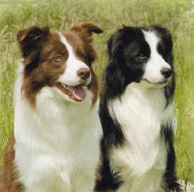 Rent Border Collies 1