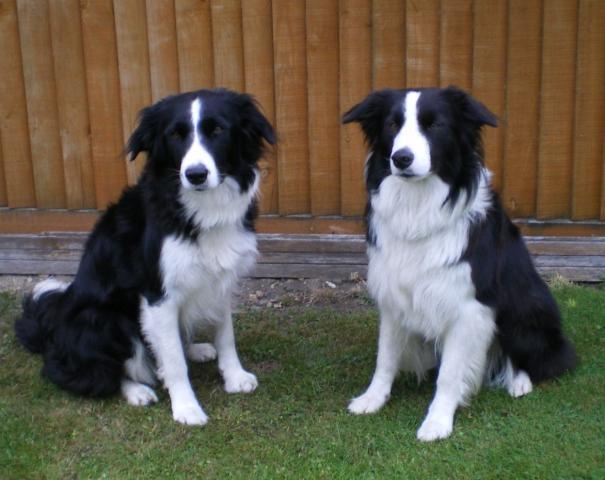 Rent Border Collies 2