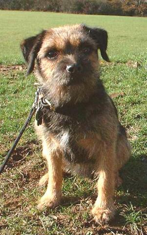 Rent Border Terrier