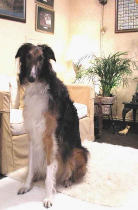 Rent Borzoi