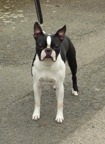 Rent Boston Terrier