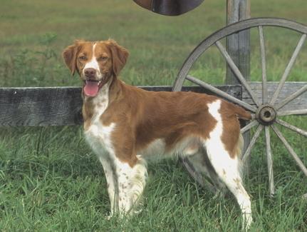 Rent Brittany Spaniel