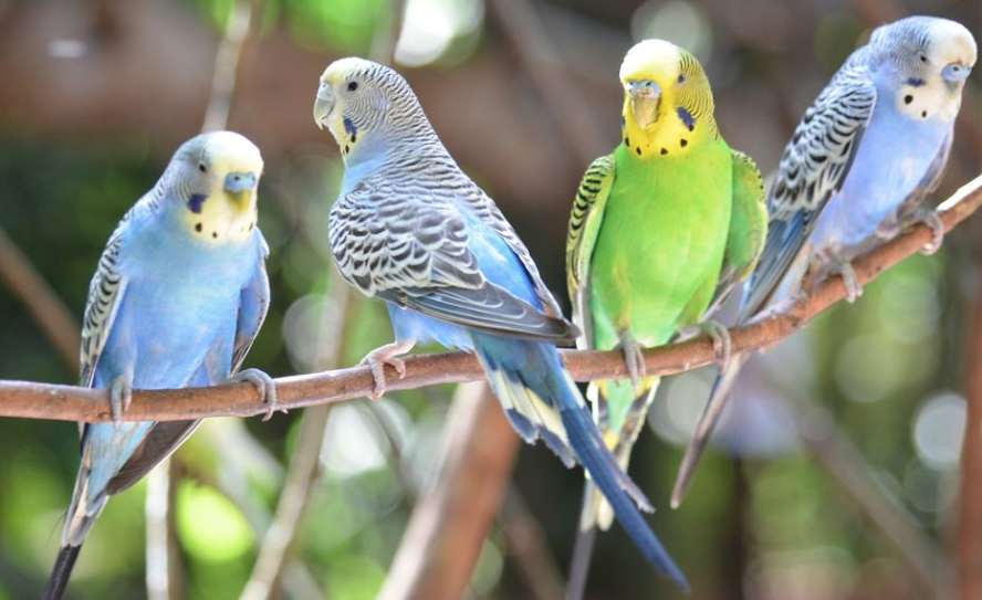 Rent Budgies