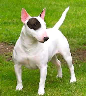 Rent Bull Terrier 1