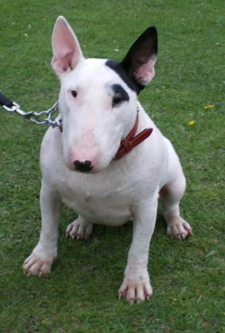 Rent Bull Terrier 2