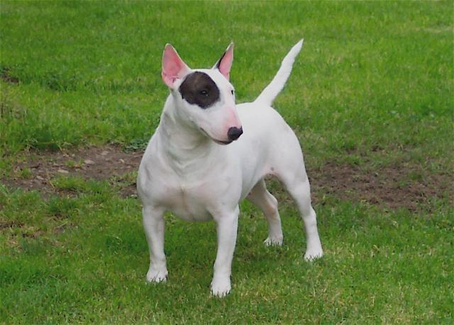 Rent Bull Terrier Miniture