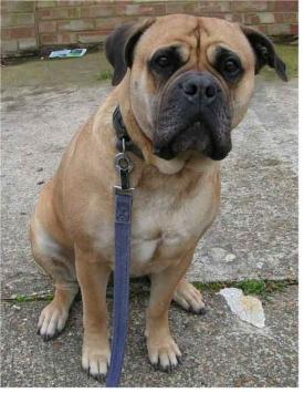 Rent Bullmastiff