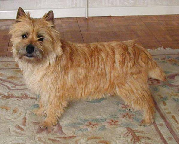 Rent Cairn Terrier