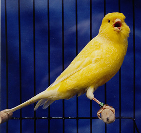 Rent Canary 3