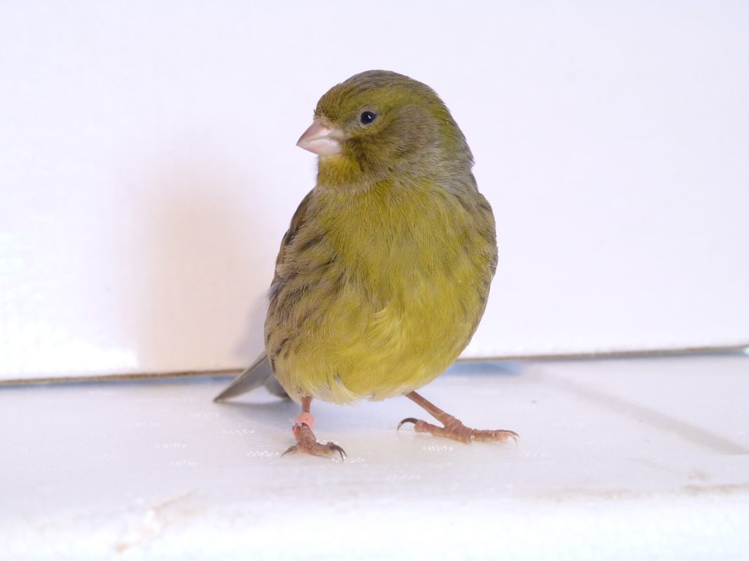 Rent Canary 2