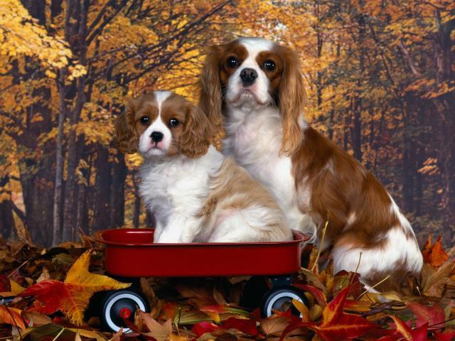 Rent Cavalier King Charles Spaniel