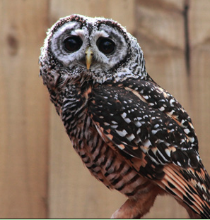 Rent Chaco Owl