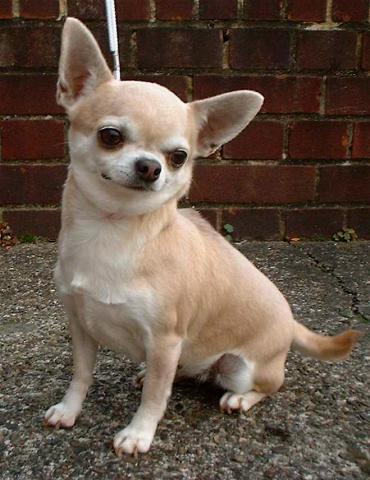 Rent Chihuahua Smooth Coated