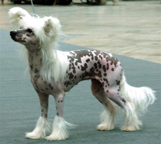 Rent Chinese Crested Dog