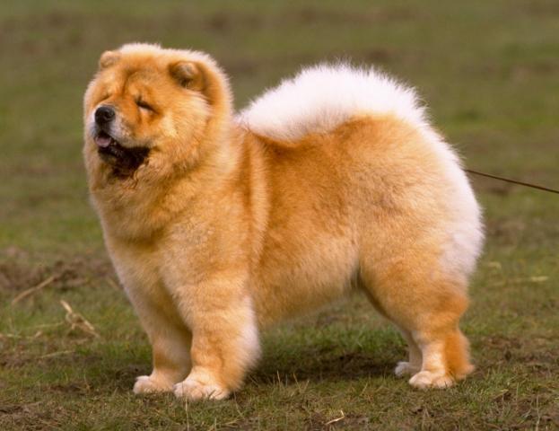 Rent Chow Chow