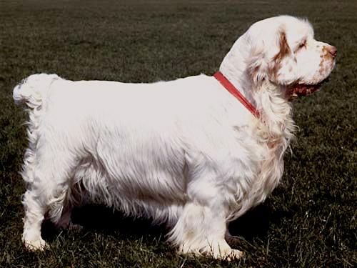 Rent Clumber Spaniel