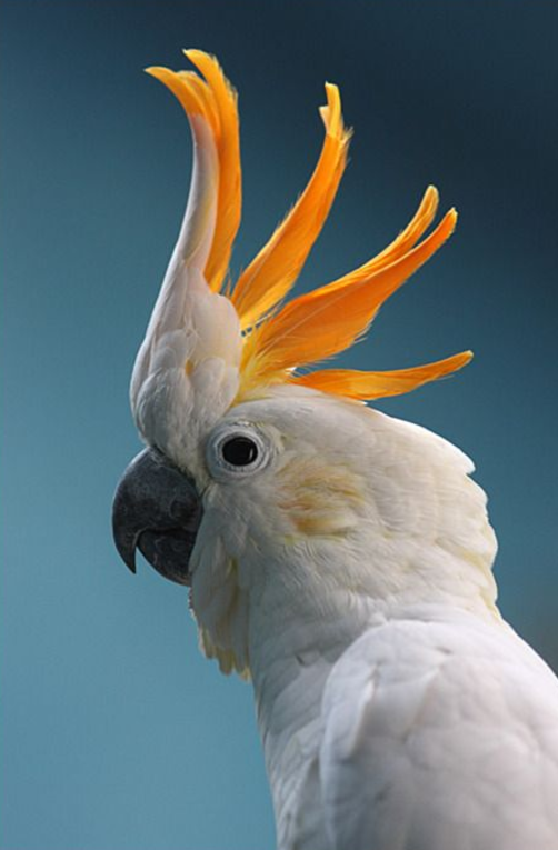 Rent Cockatoo