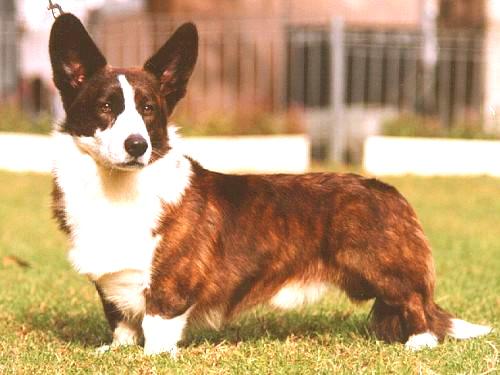 Rent Corgi (Welsh Cardigan)