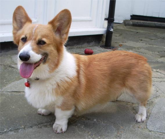 Rent Corgi (Welsh Pembroke)