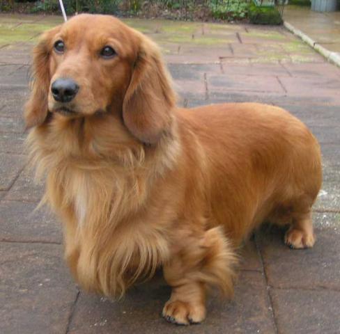 Rent Dachshund Long Haired