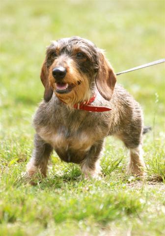 Rent Dachshund Wire Haired