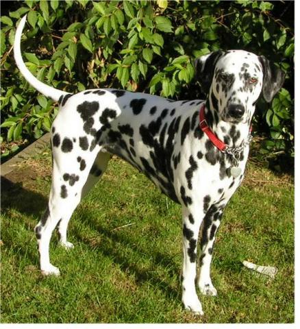 Rent Dalmatian