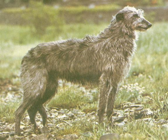 Rent Deerhound