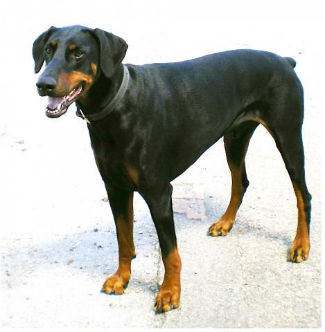 Rent Doberman